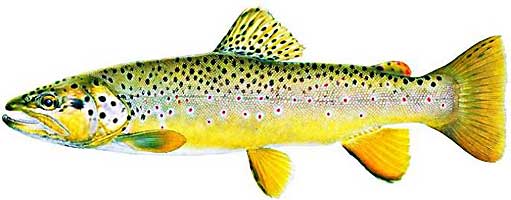 BrownTrout1.jpg