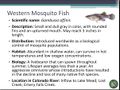Western Mosquito Fish.jpg