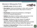 Western Mosquito Fish.jpg