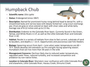 Humpback Chub.jpg