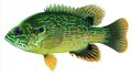 Green sunfish.jpg