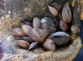 Quagga mussels (Dreissena bugensis).jpg