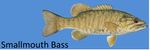 PIC- Smallmouth Bass UB Report 2014.jpg