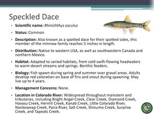 Speckled Dace.jpg