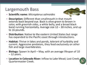 Largemouth Bass.jpg