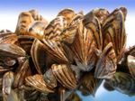 Zebra mussels (Dreissena polymorpha).jpg