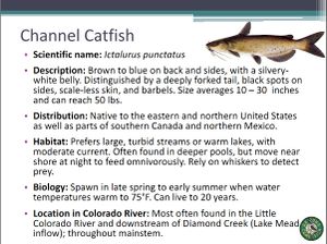 Channel Catfish.jpg