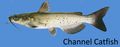 PIC- Channel Catfish UB Report 2014.jpg