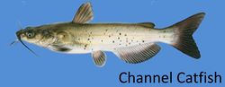 PIC- Channel Catfish UB Report 2014.jpg