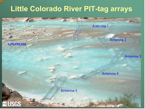 Little Colorado River PIT-tag arrays.jpg
