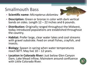 Smallmouth Bass.jpg
