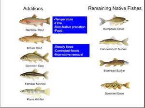 Additions and Remaining Native Fishes Slide 9.jpg