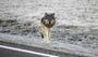 Gray Wolf in Grand Canyon -PIC.jpg