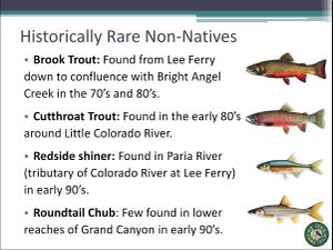 Historically Rare Non-Natives.jpg
