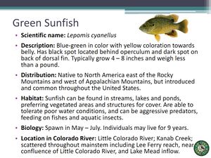 Green Sunfish.jpg