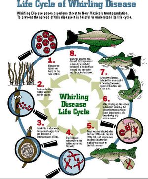 Life Cycle of whirling disease.jpg