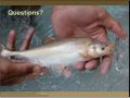 NPS Fisheries Program Updates - Humpback chub translocations Slide 22.jpg