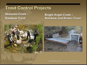 Non Native Fish Control in Tributaries - Grand Canyon National Park Slide 3.jpg