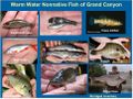 Warm water nonnative fish of Grand Canyon- PIC.jpg