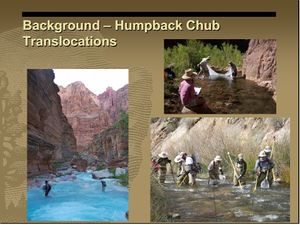 NPS Fisheries Program Updates - Humpback chub translocations Slide 5.jpg