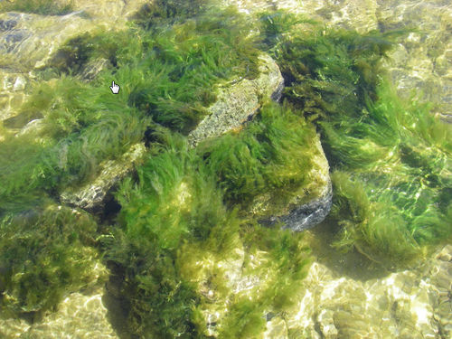 Algae and Aquatic Macrophytes - Glen Canyon Dam AMP